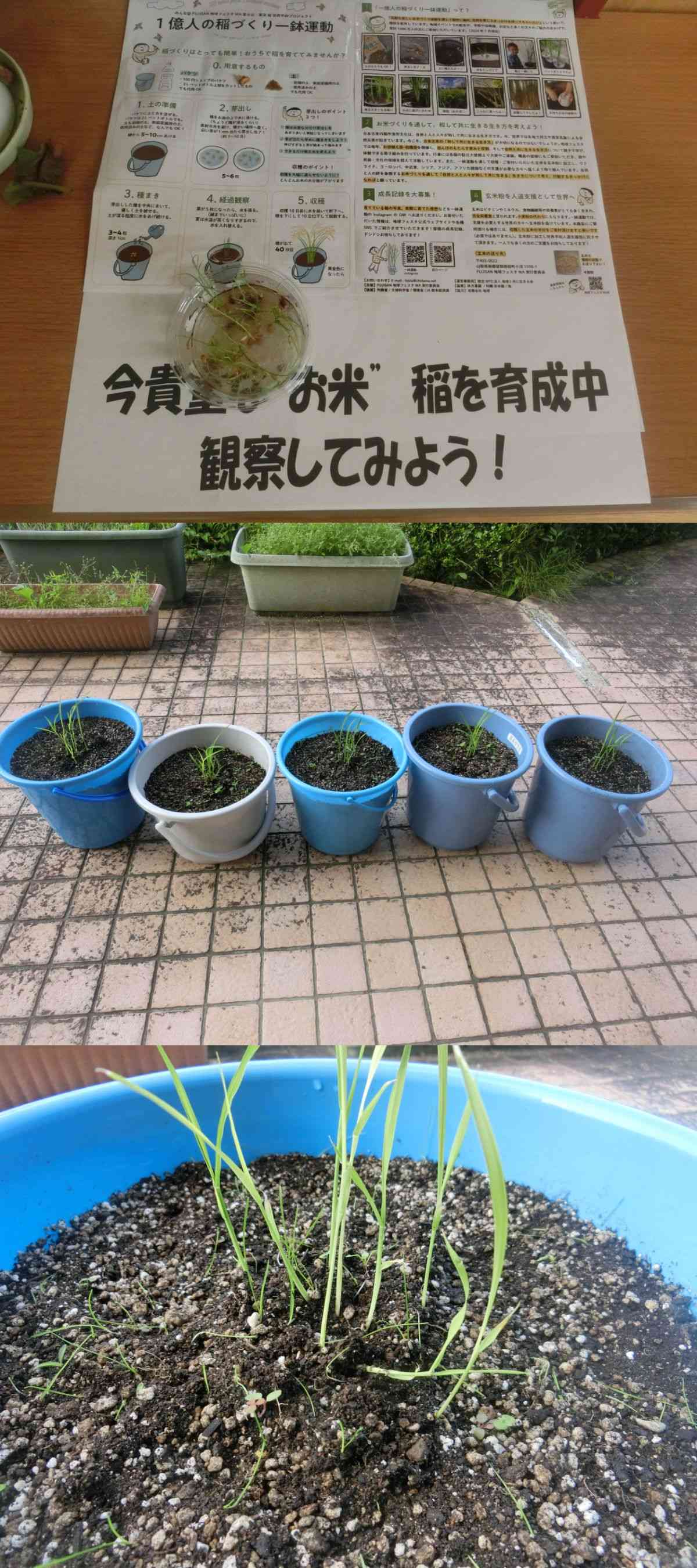 R7.07.09　米作り