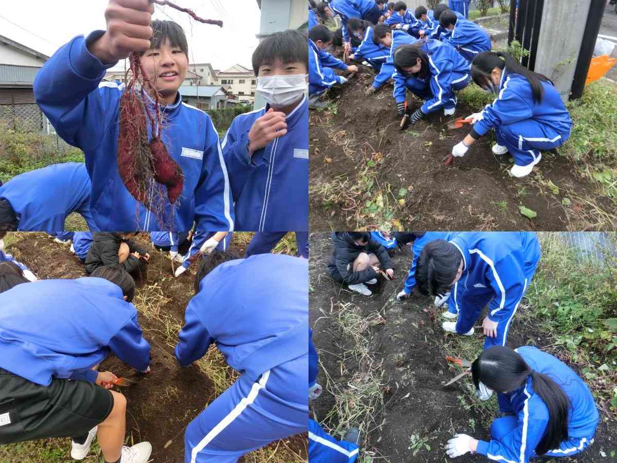 R7.11.13　サツマイモ収穫１