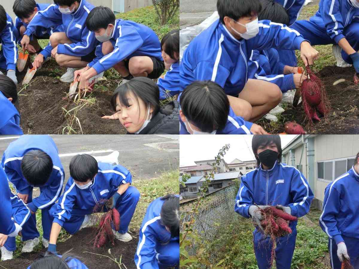 R7.11.13　サツマイモ収穫２