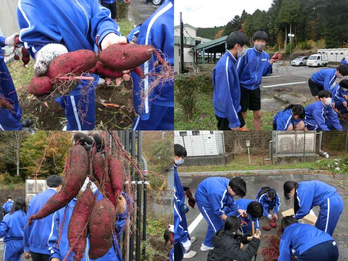 R7.11.13　サツマイモ収穫３