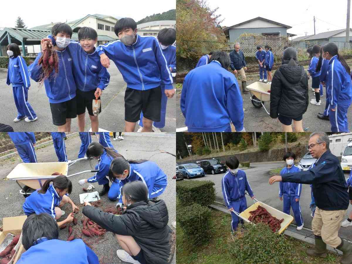 R7.11.13　サツマイモ収穫４