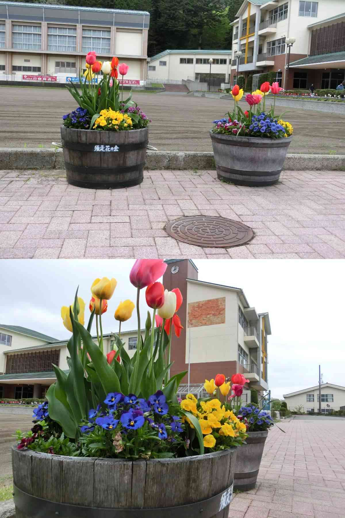 R8.04.24　春の花１