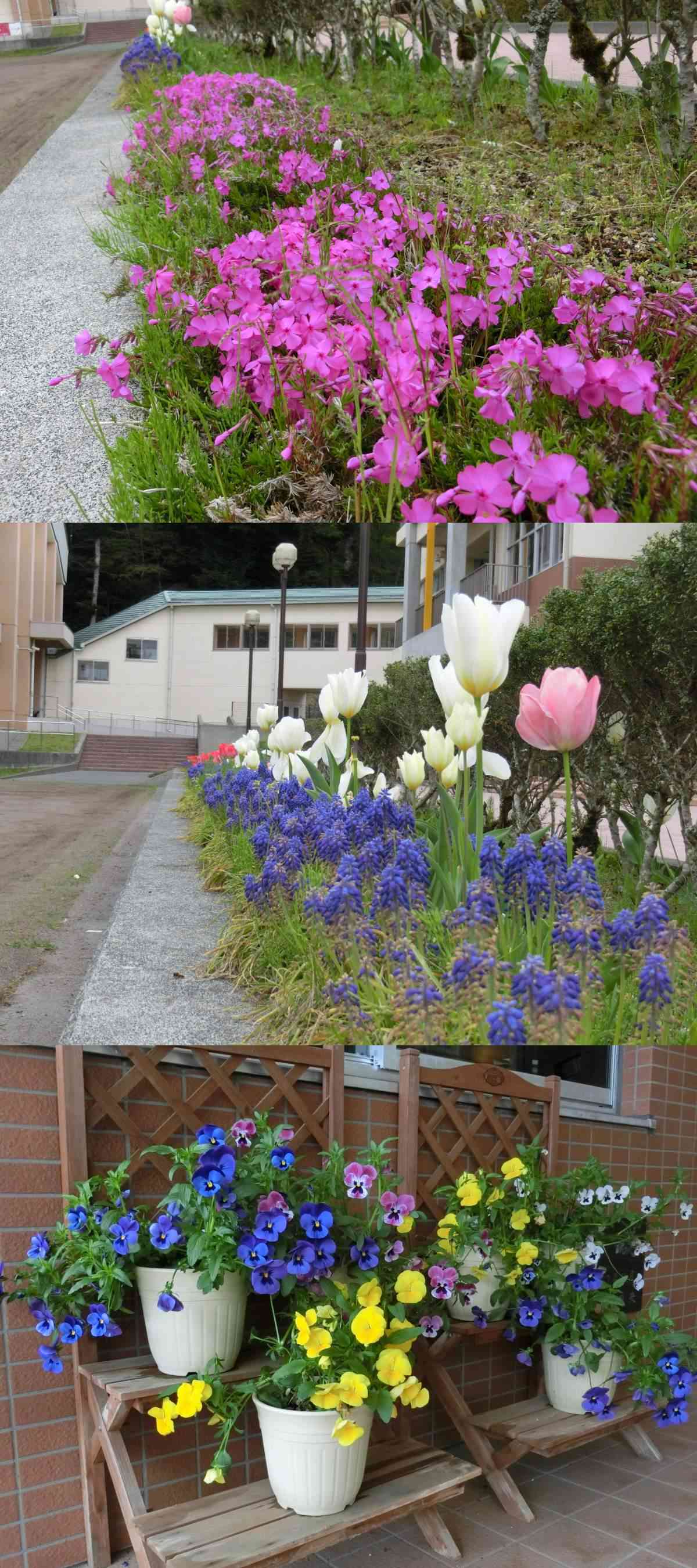 R8.04.24　春の花２