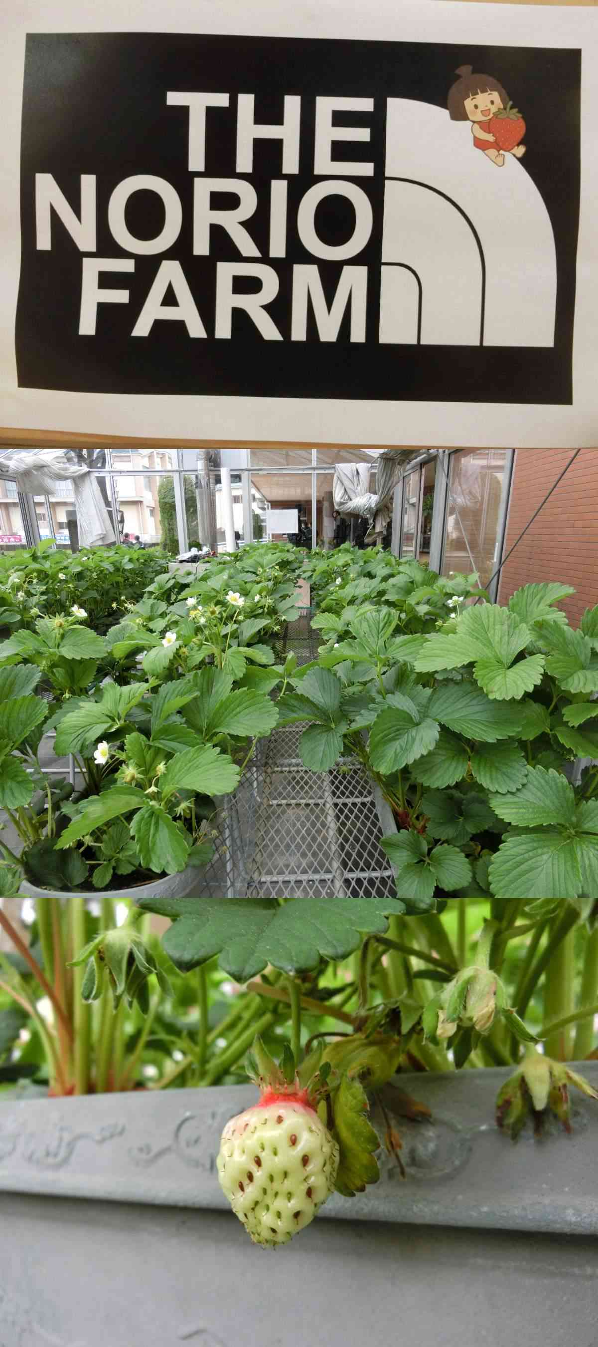 R8.04.24　春の花３ (1)